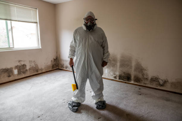 Best HVAC Mold Remediation in Patchogue, NY